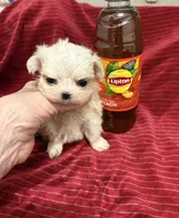 Thumbelina, a female Maltese for sale in Tamarac, FL – Photo 3 of 6