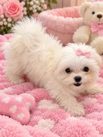 SHE’S HERE!, a female Maltese for sale in Tamarac, FL – 1 of 2