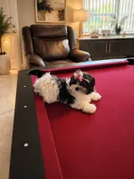 Bambi, a female Maltese and Biewer for sale in Tamarac, FL – 4 of 6