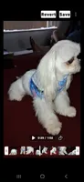 Tiny white, a male Maltese and Biewer for sale in Tamarac, FL – 6 of 6