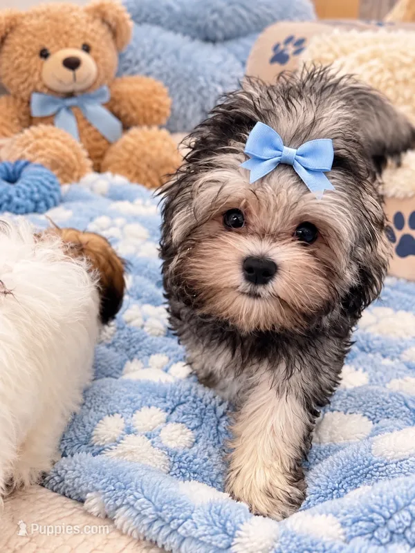 Maltipoo – Maltese, Poodle - Toy  puppy for sale in Tamarac, FL