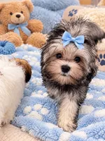 Maltipoo, a male Maltese and Poodle - Toy  for sale in Tamarac, FL – 1 of 1