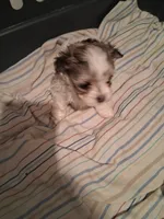 Teeny Dina, a female Maltese and Biewer for sale in Tamarac, FL – 3 of 8