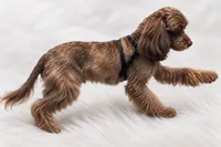 Kumi ShihPoo girl , a female Shih Tzu and Poodle - Toy  for sale in Tamarac, FL – 2 of 5