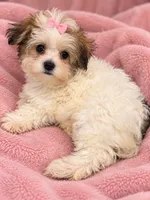 Princess, a female Maltese and Biewer for sale in Tamarac, FL – 1 of 4