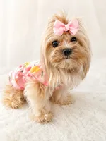 Teeny Tina, a female Morkie for sale in Tamarac, FL – 5 of 5