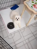 4 months  3.5 lbs, a male Maltese and Biewer for sale in Tamarac, FL – 2 of 2