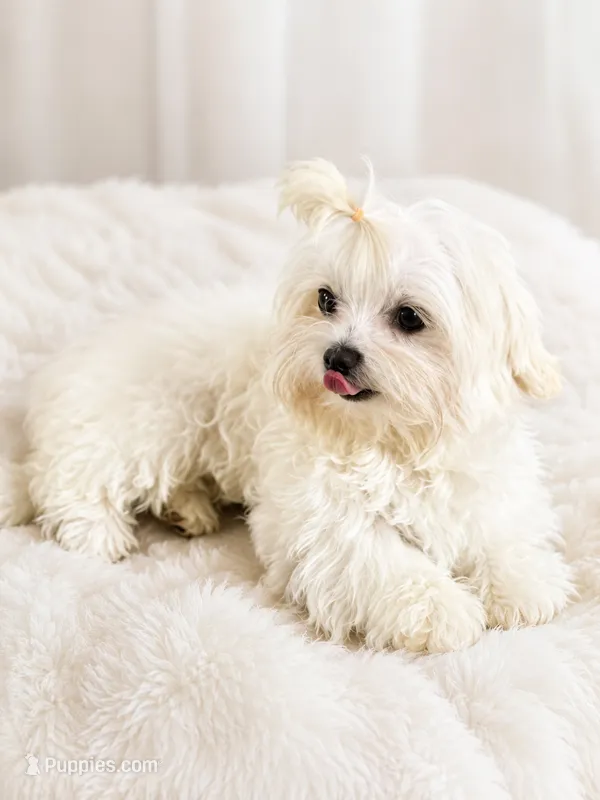 6 months  4.5 lbs – Maltese, Biewer puppy for sale in Tamarac, FL