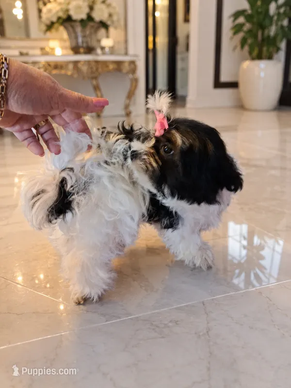 Bambi – Maltese, Biewer puppy for sale in Tamarac, FL