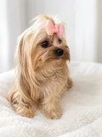 Teeny Tina, a female Morkie for sale in Tamarac, FL – 2 of 5