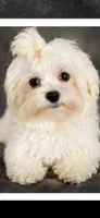 Whi, a male Maltese for sale in Tamarac, FL – 4 of 6