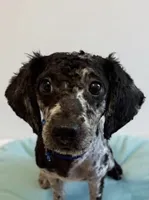 Bhima Merle Boy , a male Poodle - Toy  for sale in Tamarac, FL – 3 of 4