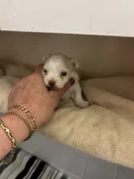Dino, a male Maltese for sale in Tamarac, FL – 3 of 5