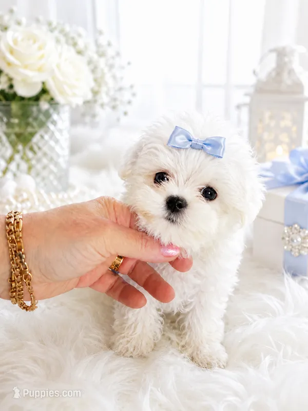 Ajax – Maltese puppy for sale in Tamarac, FL