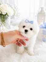 Ajax, a male Maltese for sale in Tamarac, FL – 1 of 1