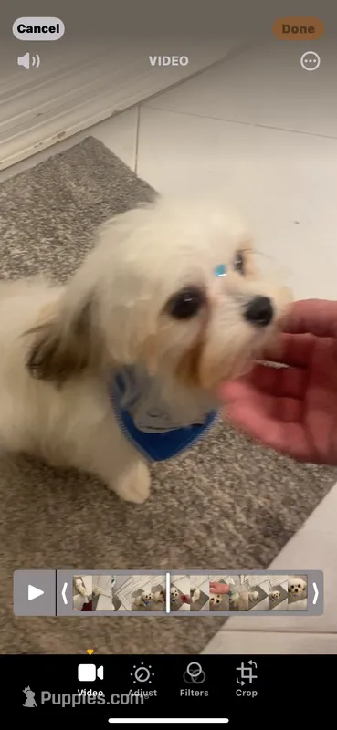 Toby 5 lbs full grown