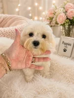 Gilu2, a female Maltipoo for sale in Tamarac, FL – 2 of 2