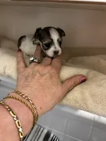 Dina, a female Maltese and Biewer for sale in Tamarac, FL – 5 of 5