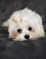 Whi, a male Maltese for sale in Tamarac, FL – 6 of 6