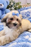 Tanner, a male Maltipoo for sale in Tamarac, FL – 1 of 1