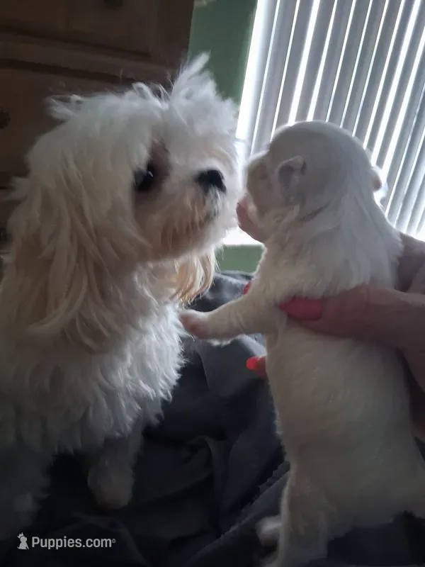 Korean boy, a male Maltese for sale in Tamarac, FL – 1 of 1
