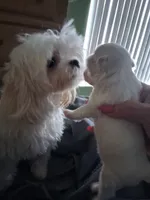 Korean boy, a male Maltese for sale in Tamarac, FL – 1 of 1