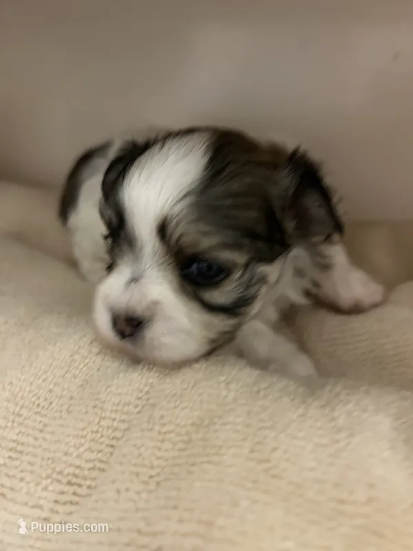 Dina – Maltese, Biewer puppy for sale in Tamarac, FL