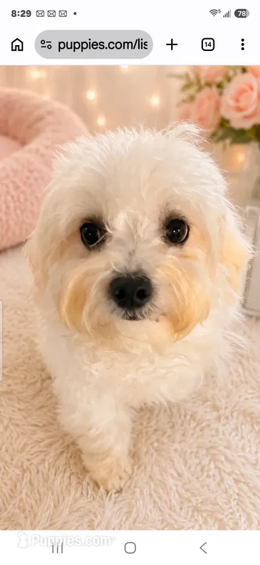 Maltipoo – Maltipoo puppy for sale in Tamarac, FL