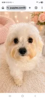 Maltipoo, a female Maltipoo for sale in Tamarac, FL – 1 of 2