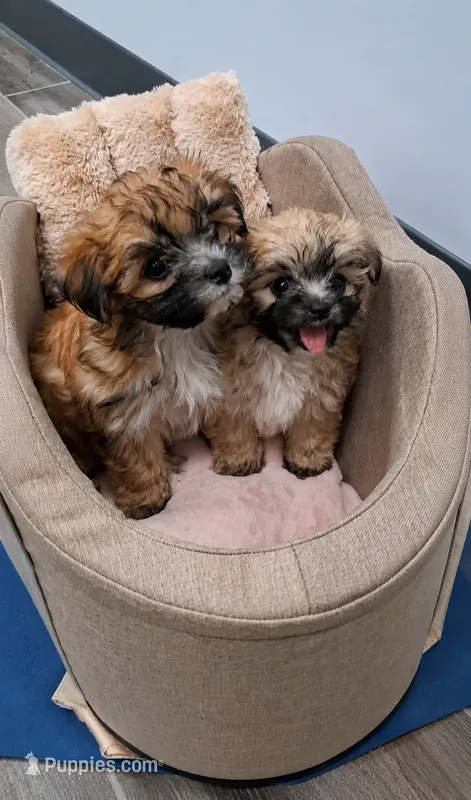 Pooh Bear – Yorkshire Terrier, Poodle - Toy  puppy for sale in Tamarac, FL