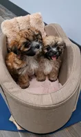 Pooh Bear, a male Yorkshire Terrier and Poodle - Toy  for sale in Tamarac, FL – 1 of 4