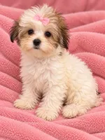 Princess, a female Maltese and Biewer for sale in Tamarac, FL – 4 of 4