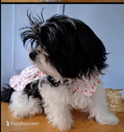Bindy – Biewer puppy for sale in Tamarac, FL