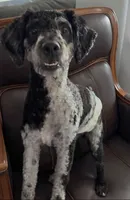Bhima Merle Boy (ACTIVE BOY!), a male Poodle - Toy  for sale in Tamarac, FL – 2 of 6