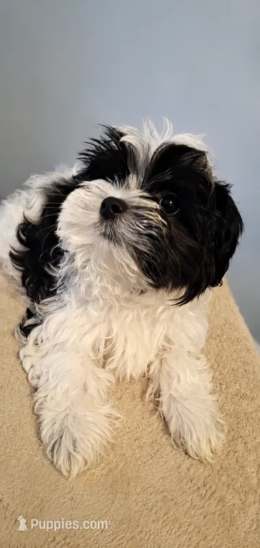 Bambi – Maltese, Biewer puppy for sale in Tamarac, FL