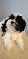 Bambi, a female Maltese and Biewer for sale in Tamarac, FL – 1 of 3