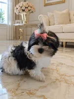 Bambi, a female Maltese and Biewer for sale in Tamarac, FL – 3 of 6