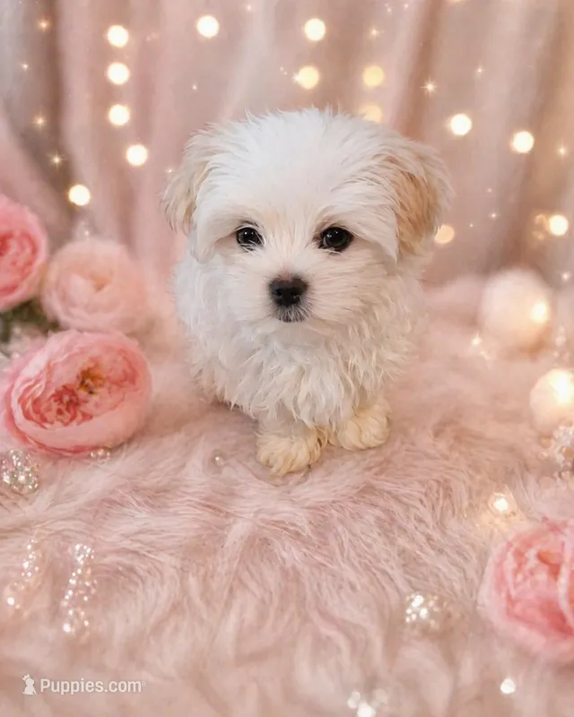 Blanca – Maltese, Biewer puppy for sale in Tamarac, FL