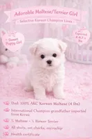 Blanca, a female Maltese and Biewer for sale in Tamarac, FL – Photo 1 of 2