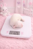 Blanca, a female Maltese and Biewer for sale in Tamarac, FL – Photo 2 of 2