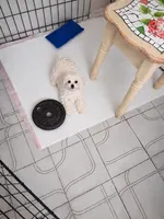 6 months  4.5 lbs, a male Maltese and Biewer for sale in Tamarac, FL – 1 of 2