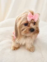 Teeny Tina, a female Morkie for sale in Tamarac, FL – 4 of 5