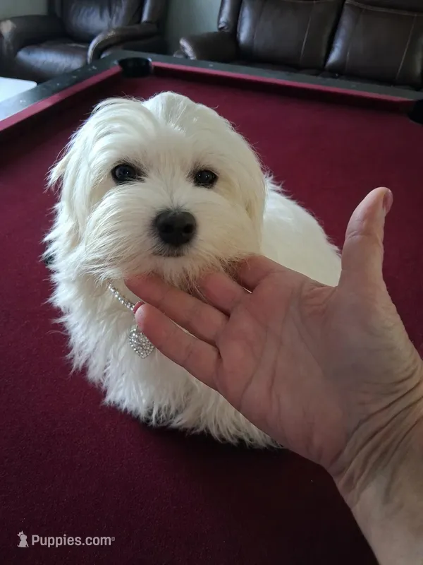 Angel – Maltipoo puppy for sale in Tamarac, FL