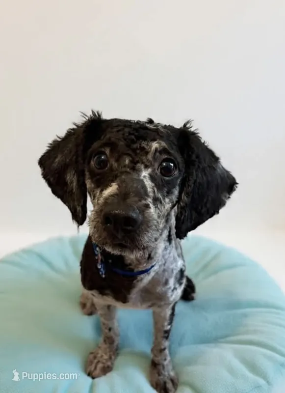 Bhima Merle Boy  – Poodle - Toy  puppy for sale in Tamarac, FL