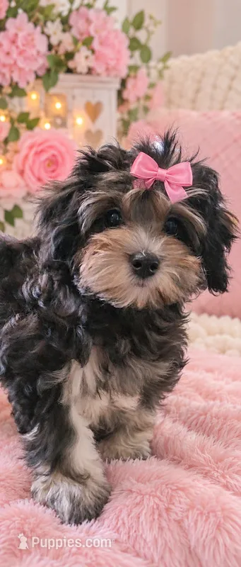Tanya – Maltipoo puppy for sale in Tamarac, FL
