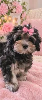 Tanya, a female Maltipoo for sale in Tamarac, FL – 1 of 2