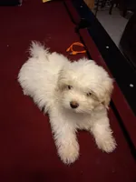 GILU, a female Maltese and Poodle - Toy  for sale in Tamarac, FL – 3 of 5