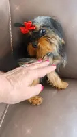 Teacup Robbie, a male Yorkshire Terrier for sale in Tamarac, FL – 5 of 5
