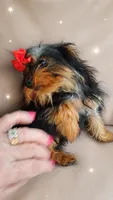Teacup Robbie, a male Yorkshire Terrier for sale in Tamarac, FL – 4 of 5