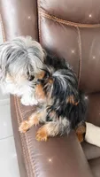 Teacup Robbie, a male Yorkshire Terrier for sale in Tamarac, FL – 3 of 5